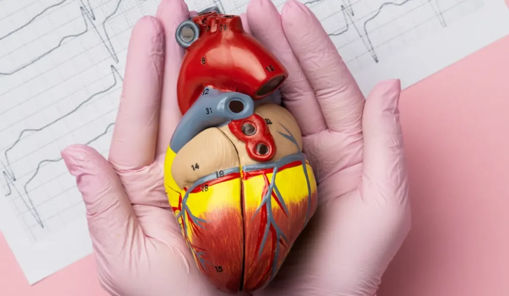 Pathophysiology of Holiday Heart Syndrome