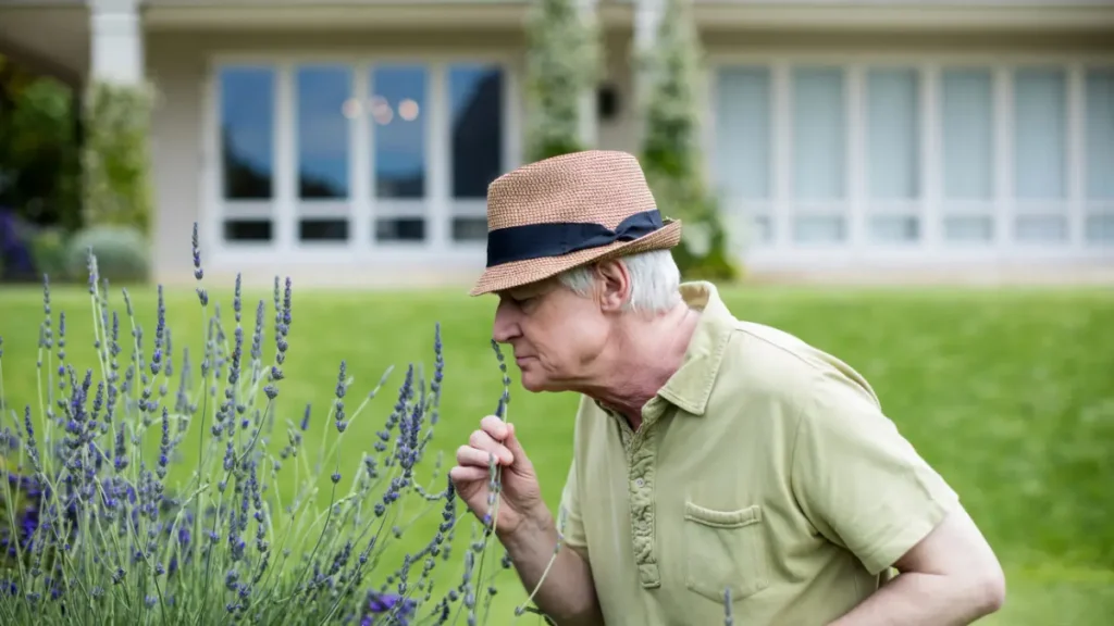 Older man in straw hat bends to smell lavender in garden, representing loss of smell as an early Alzheimer's warning sign.