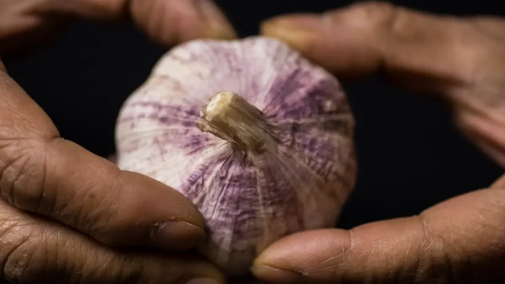 Garlic: The Sprouting Disaster