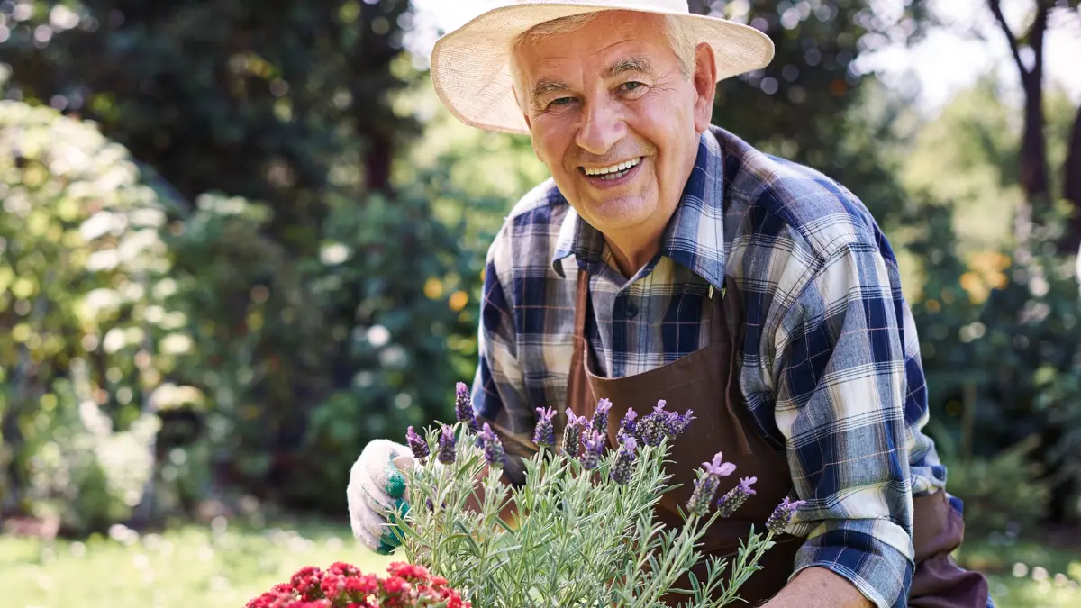Mature man in a sun hat sits on a green padded garden stool while pruning a flowering bush