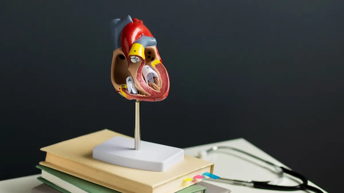 An anatomical heart model displayed on a stand atop stacked books, with a stethoscope nearby, representing cardiovascular education and medical study.