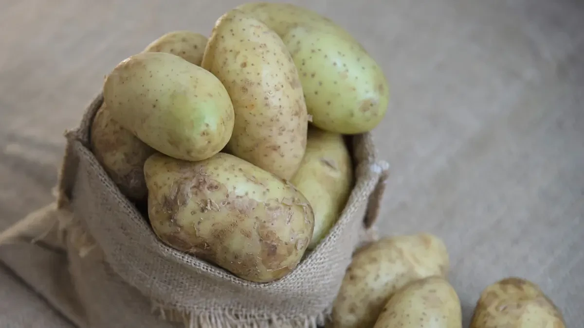 Close-up of raw potatoes showing visible green skin to identify solanine accumulation that triggers nightshade joint pain after 50.