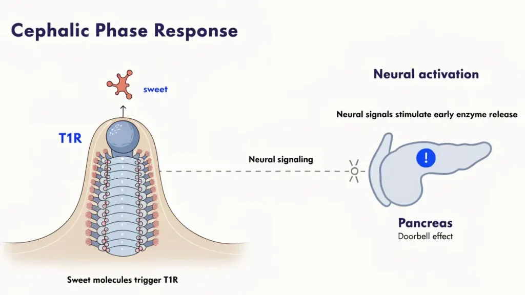 Scientific illustration showing how sweet molecules trigger T1R receptors and neural signaling to the pancreas, creating a metabolic doorbell effect.