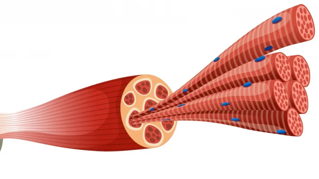 Anatomical illustration of muscle fibers relaxing as magnesium supports healthy cellular function.