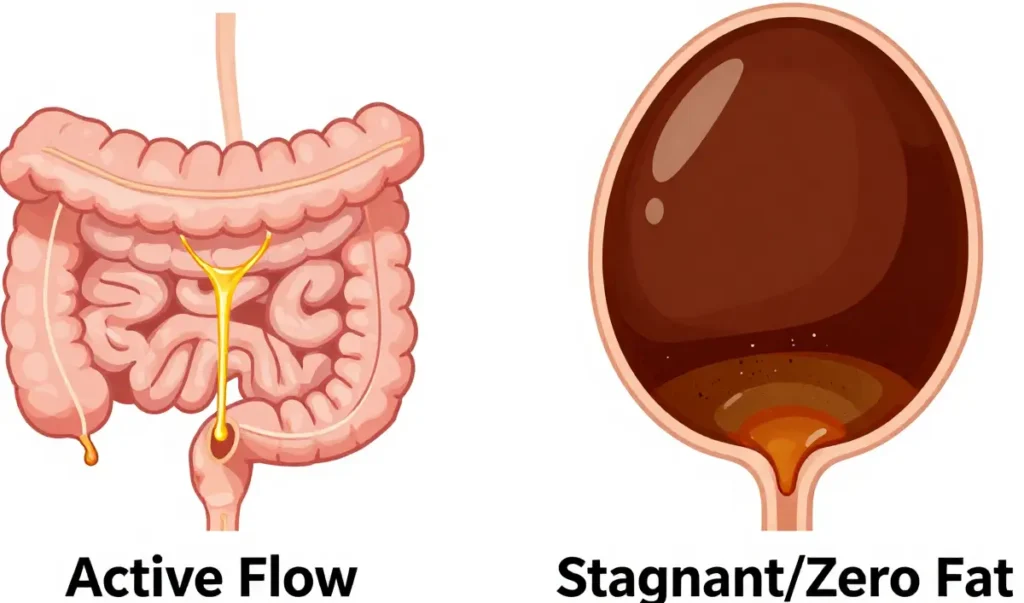 Diagram comparing healthy bile flow to stagnant sludge that forms when a zero-fat diet stops the gallbladder from supporting ATP cellular energy.