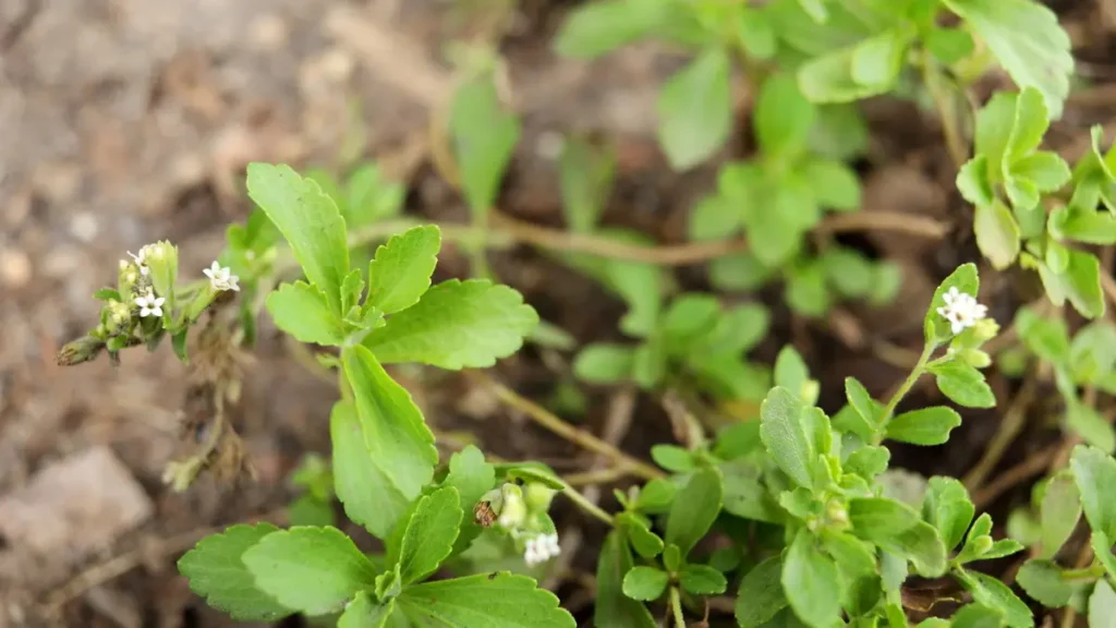 Close-up of green leaves and small white flowers on a Stevia rebaudiana plant growing in soil, used as a natural sweetener.