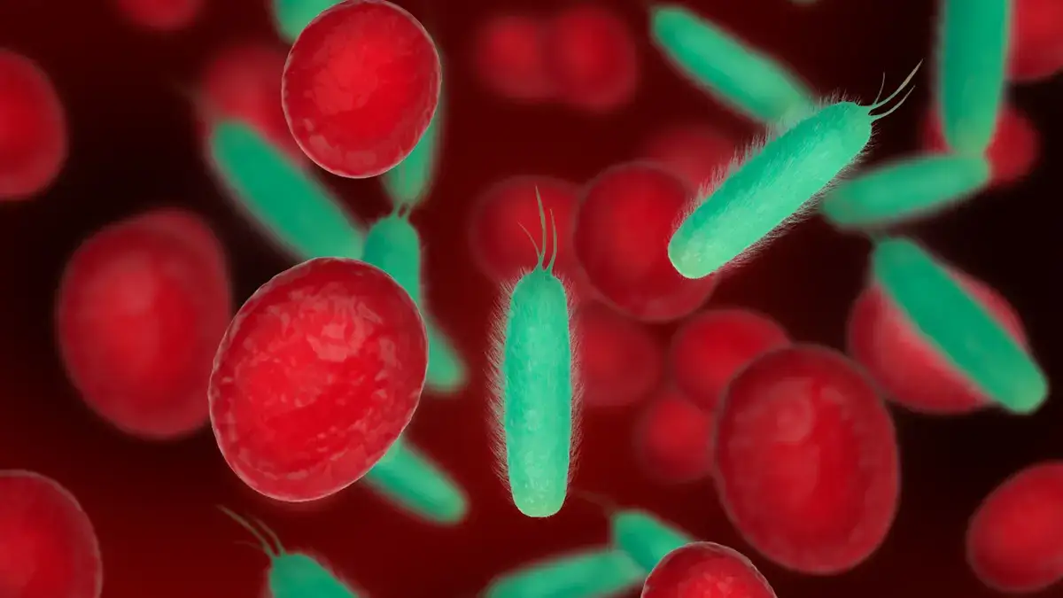 Microscopic medical illustration of rod-shaped Porphyromonas gingivalis bacteria circulating among red blood cells in a capillary to show how oral infections reach the heart.