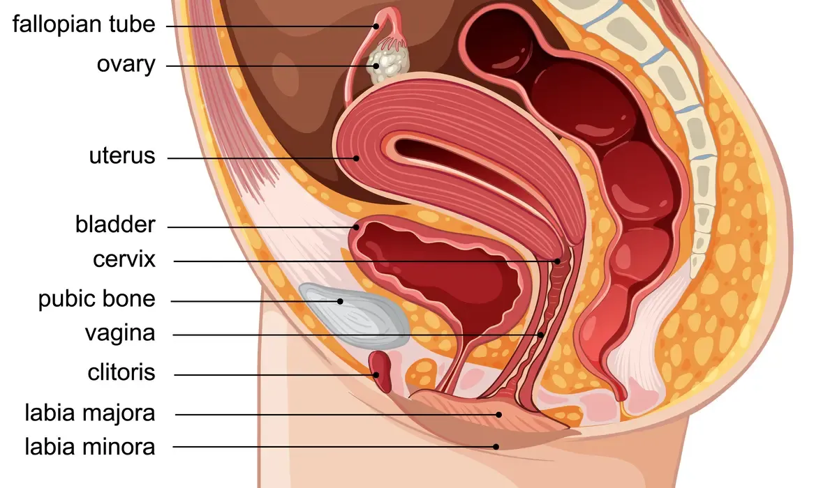 Anatomical side-view diagram of the female pelvic region showing the bladder and uterus supported by the pelvic floor muscles, identifying the target area for building health through contraction.