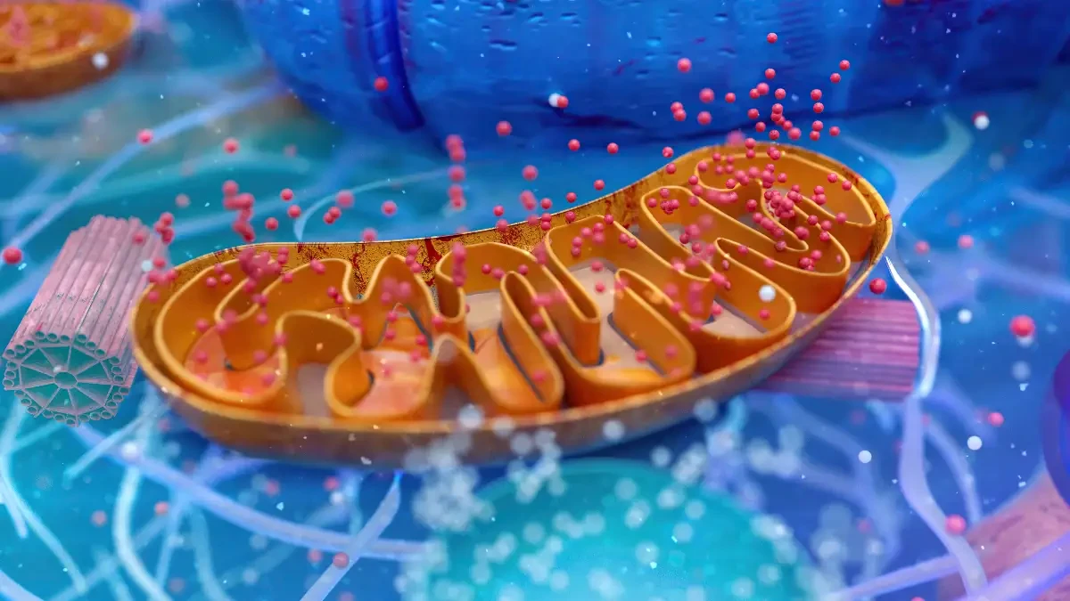 Medical illustration of a mitochondrion producing ATP to show how zone 2 cardio triggers mitochondrial biogenesis.