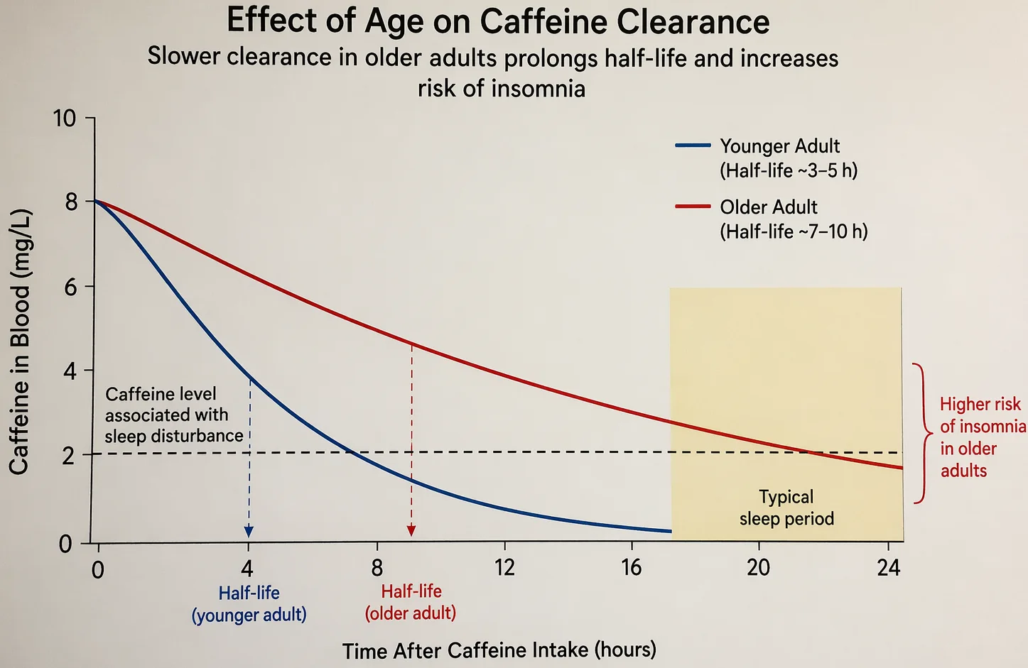 Comparative diagram showing how slower caffeine clearance rates in older adults extend the stimulant's half-life and increase the risk of caffeine-induced insomnia.