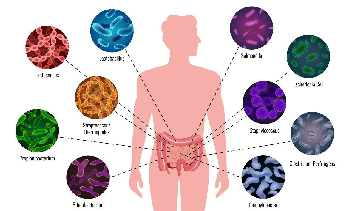 Diagram of the human gut microbiome showing beneficial bacteria like Bifidobacterium and Lactobacillus vital for healthy aging after 50.