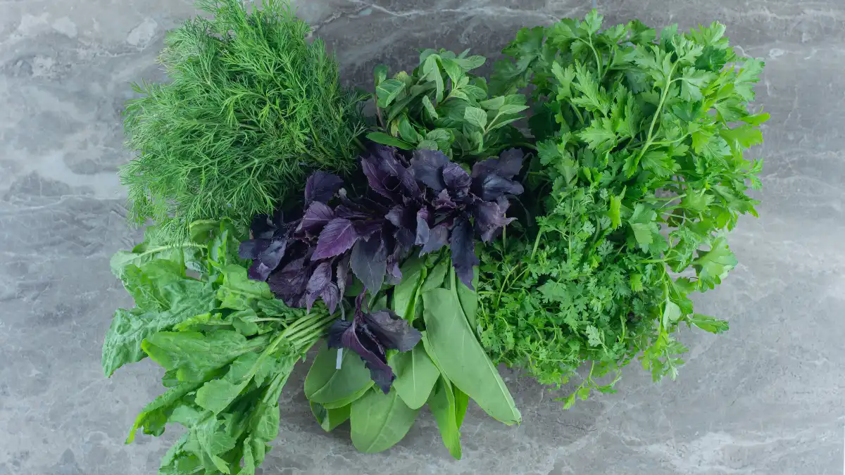 An overhead view of a diverse assortment of fresh raw leafy greens, including dill, parsley, and purple basil, which provide peak antioxidant support when consumed raw.