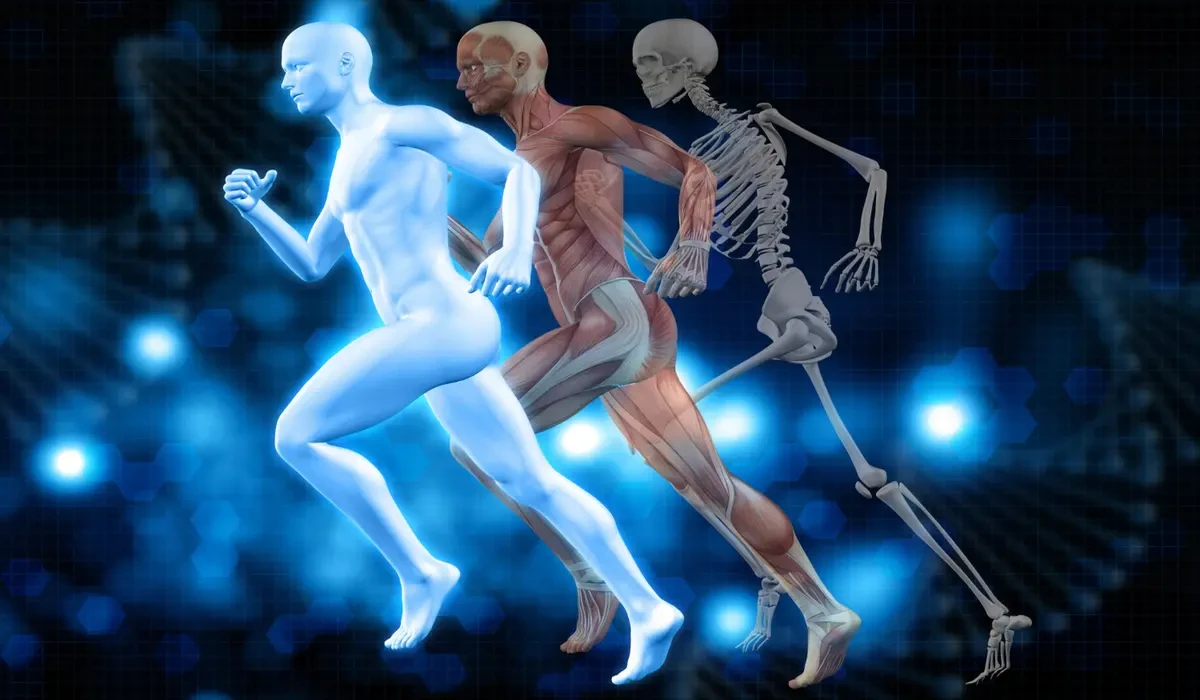 3D medical illustration of running male figures layered to reveal muscle tissue, skeleton, and anatomy on a blue DNA background.