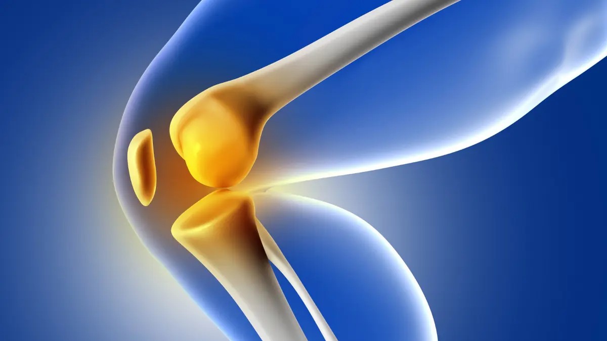 3D medical illustration of a knee joint on blue background showing cartilage and bone structure relevant to osteoarthritis research.