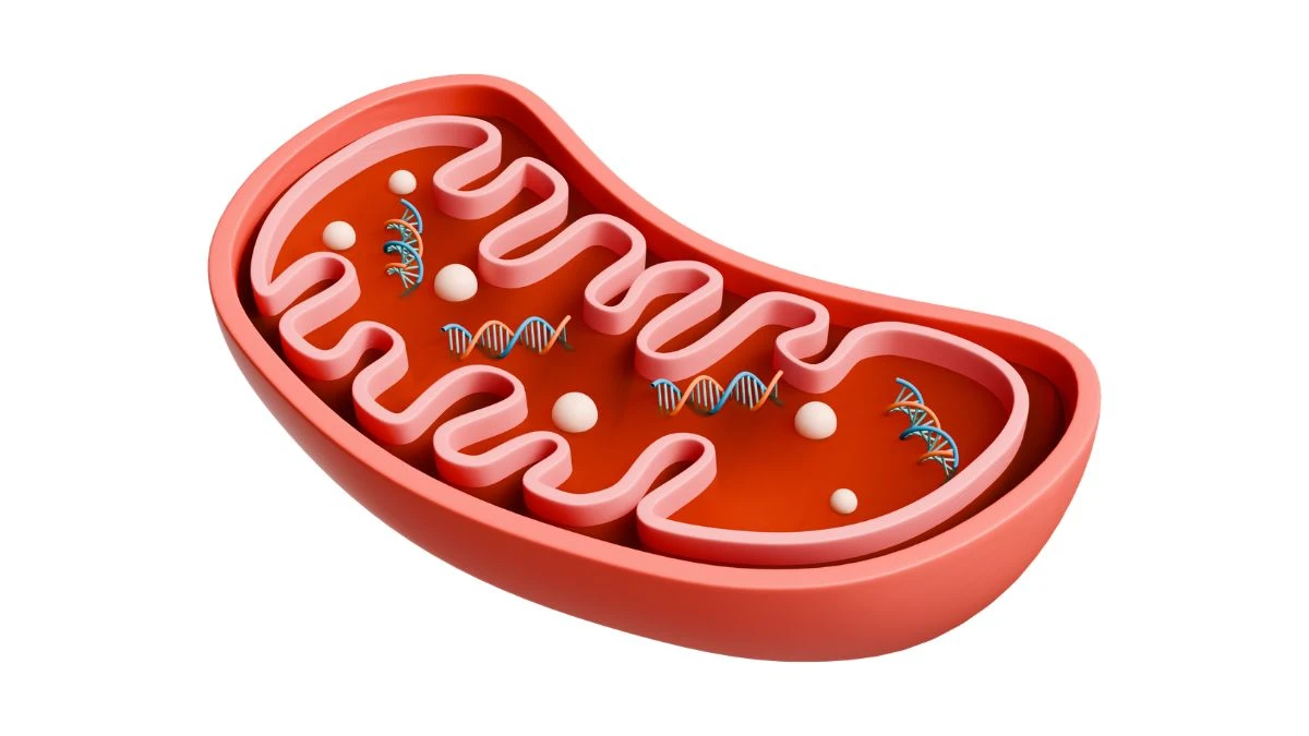 Medical illustration of a mitochondrion producing ATP cellular energy to fuel tissue repair after illness.
