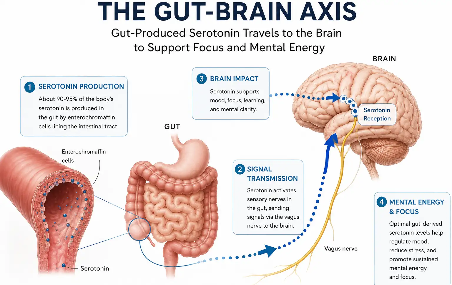 Diagram of the gut-brain axis showing how gut-produced serotonin travels to the brain to support focus and mental energy.