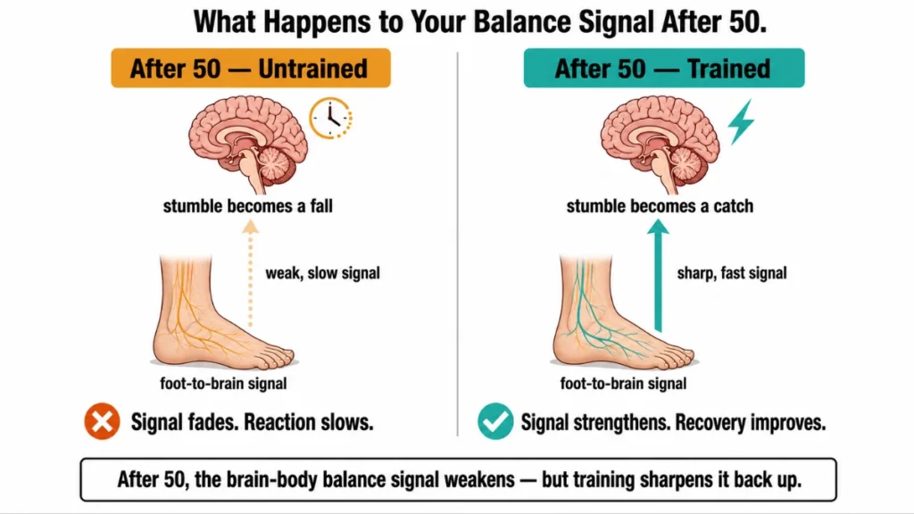 Two-state comparison diagram of the foot-to-brain balance signal showing how an untrained aging signal leads to falls while a trained signal enables recovery.