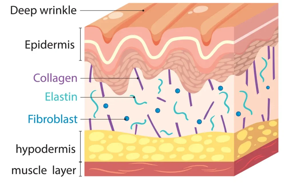 Aged skin cross-section showing wrinkles, collagen, elastin, fibroblasts, and underlying muscle layers involved in facial aging.