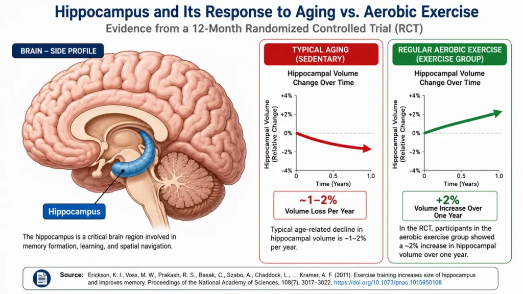 Brain diagram of hippocampal volume change demonstrating how regular aerobic exercise can reverse typical age-related shrinkage, with arrows contrasting a downward trend in normal aging against an upward trend in the exercise group.