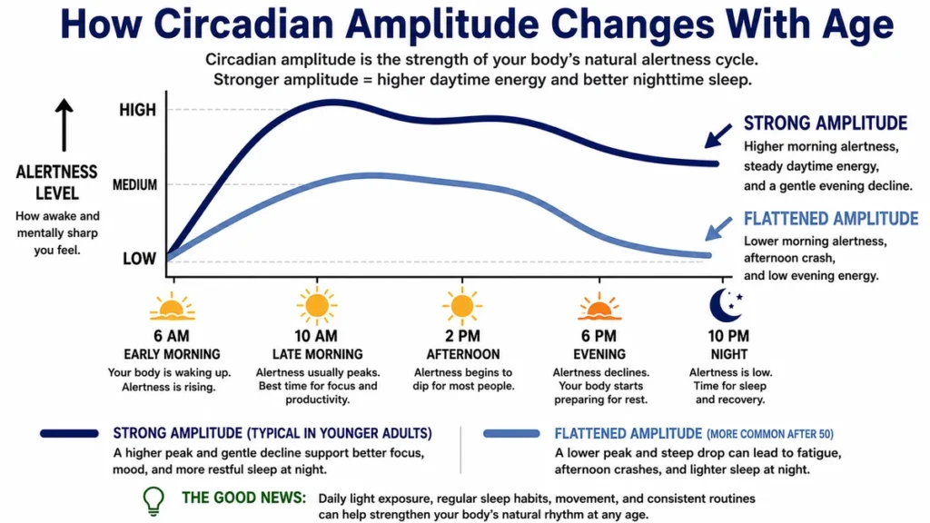 Line graph of circadian amplitude changes across a twenty-four-hour cycle demonstrating how a flattened rhythm after age fifty converts a normal afternoon lull into a steep drop in alertness, with navy and slate blue curves tracking different alertness levels.