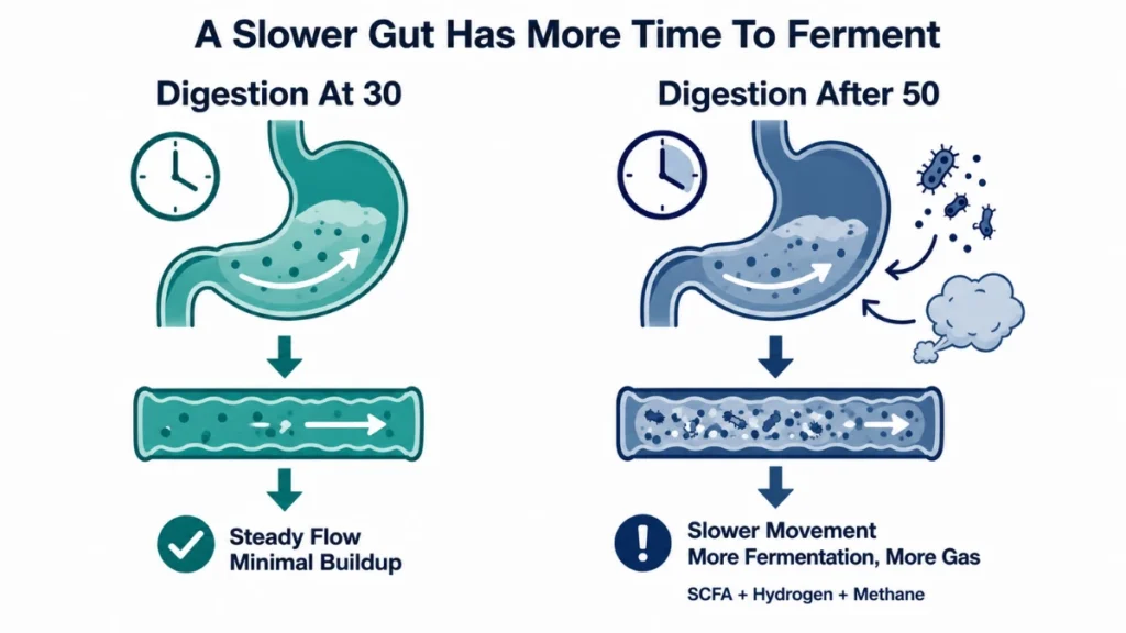Diagram comparing digestion at 30 versus after 50 demonstrating how slower gut motility gives bacteria more time to ferment food, with the right panel revealing more bacterial activity, gas, and fermentation byproducts building up compared to the steady flow marked on the left.
