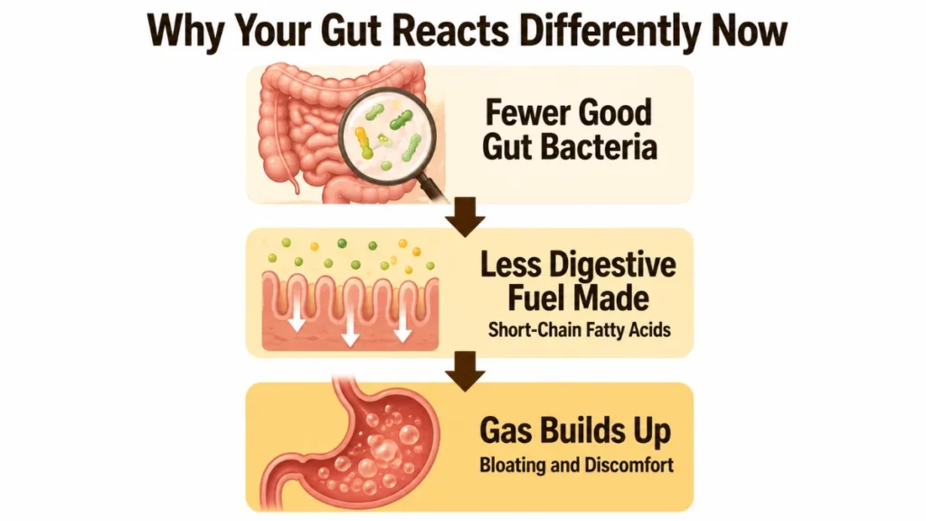 Three-stage diagram of declining gut bacteria after 50 demonstrating how fewer beneficial microbes reduce short-chain fatty acid production and lead to gas buildup, with arrows connecting each stage from bacteria decline to bloating.