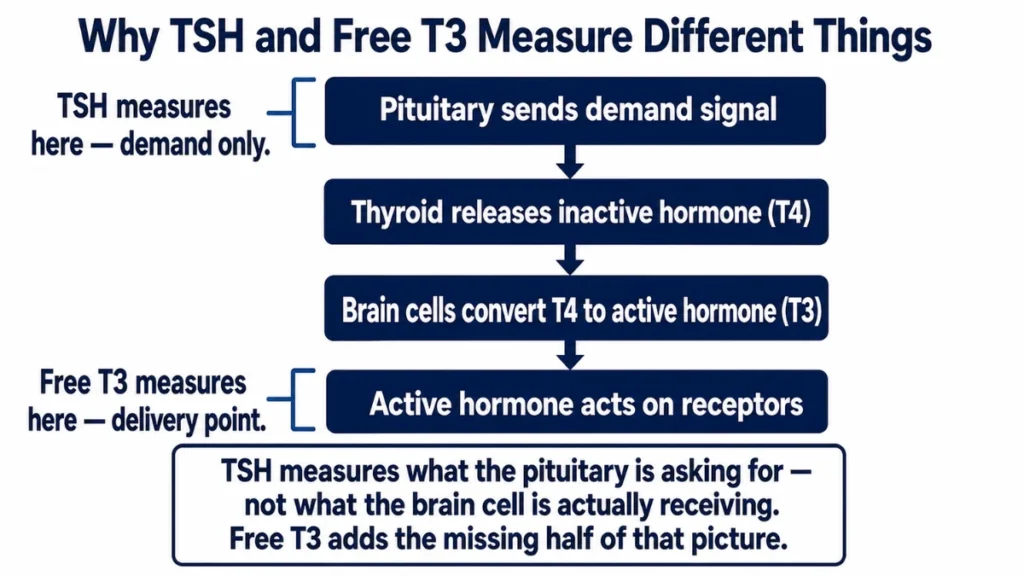 Vertical flow diagram of the thyroid hormone signal chain from pituitary demand to active T3 delivery, with callouts showing where TSH and free T3 each measure the process.