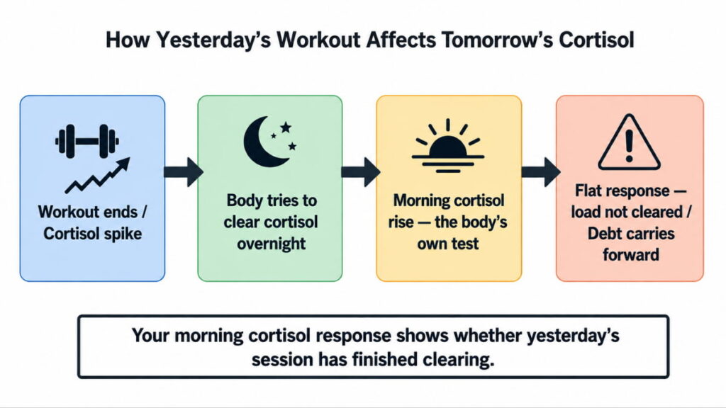 Process diagram of cortisol debt cycle showing four stages from post-workout spike to blunted morning response, with arrows indicating unresolved load carrying forward.