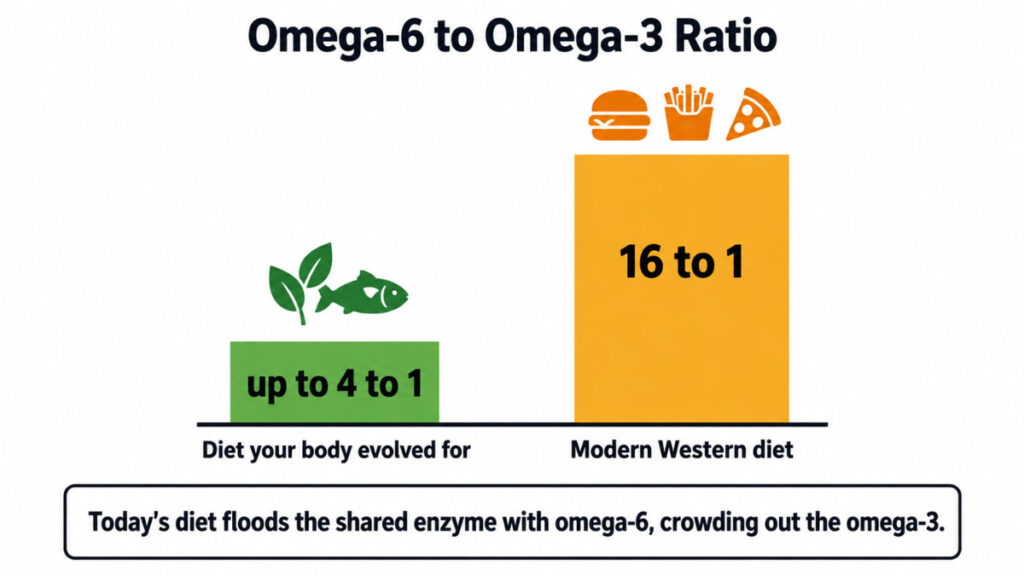 Bar comparison of the omega-6 to omega-3 ratio, showing up to 4 to 1 in the diet humans evolved for against 16 to 1 in the modern Western diet.