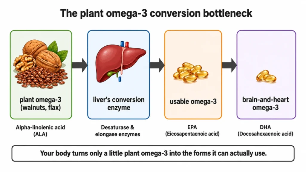 Flow diagram of plant omega-3 passing through the liver's conversion enzyme, showing how little becomes the usable EPA and DHA the body needs.