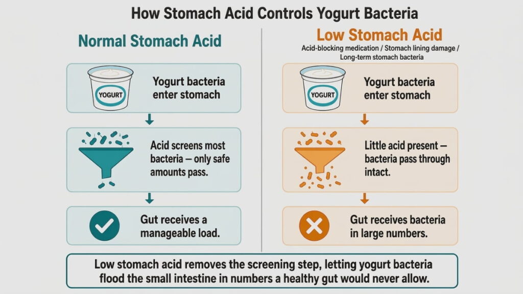 Two-state diagram comparing how normal versus low stomach acid screens yogurt bacteria before they reach the small intestine, with cause labels on the low-acid side.