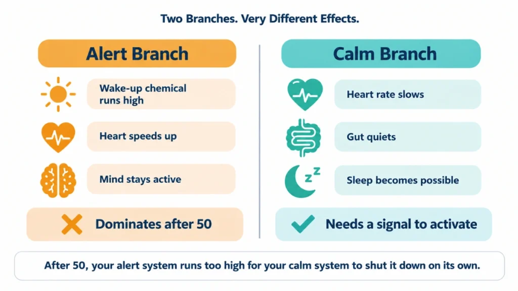 Two-state diagram of the alert and calm nervous system branches demonstrating how the balance tips after 50, with verdict labels on each side.